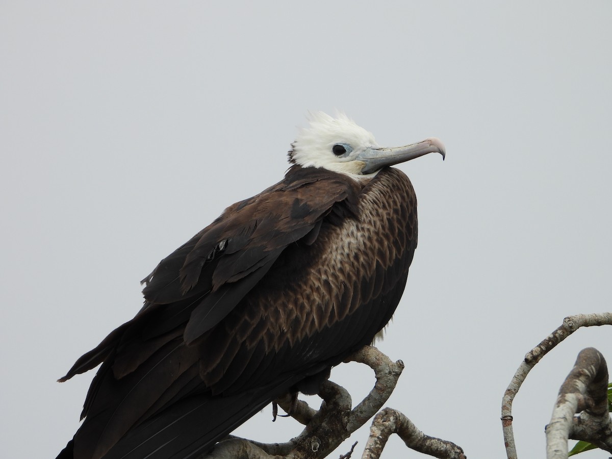 Magnificent Frigatebird - ML639313086