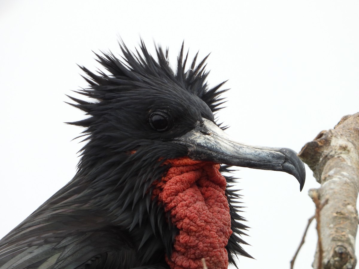 Magnificent Frigatebird - ML639313087