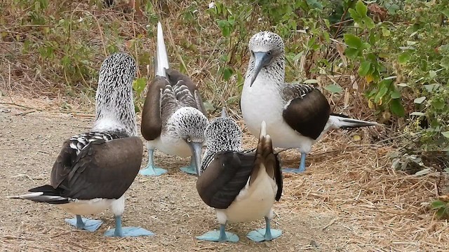 Blue-footed Booby - ML639313116
