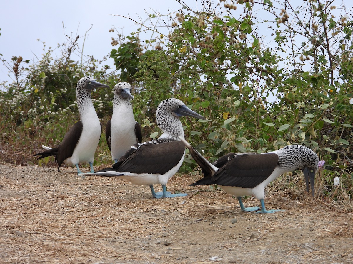 Blue-footed Booby - ML639313131