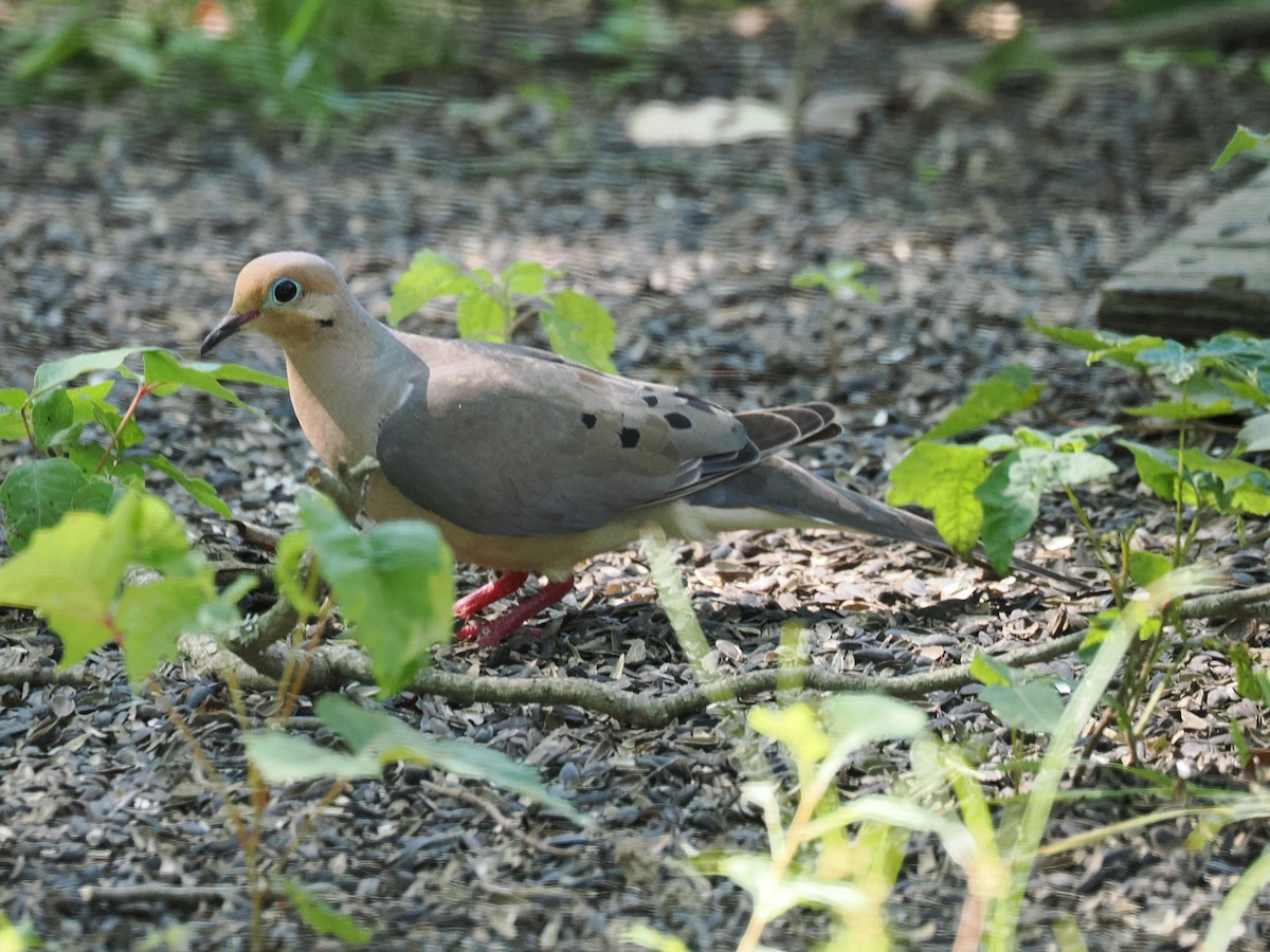 Mourning Dove - ML639313135