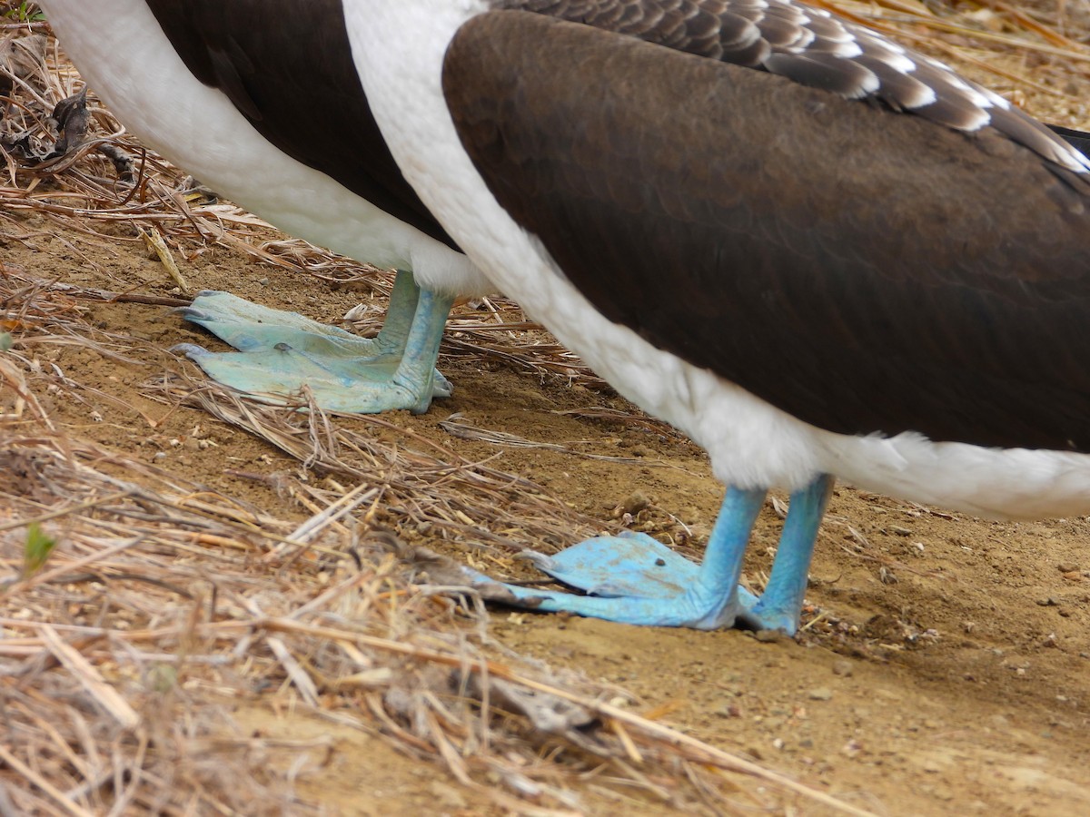 Blue-footed Booby - ML639313140