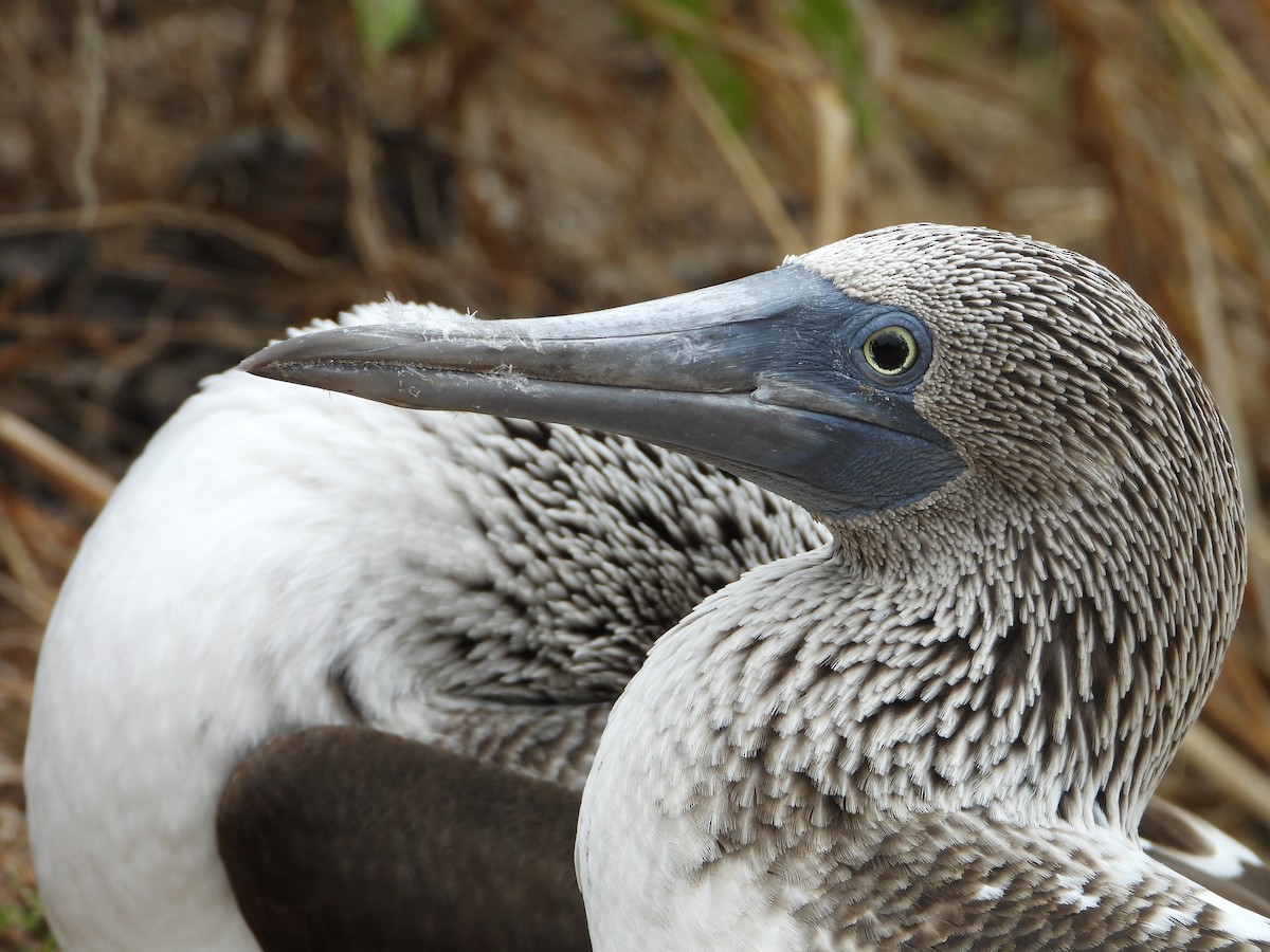 Blue-footed Booby - ML639313141
