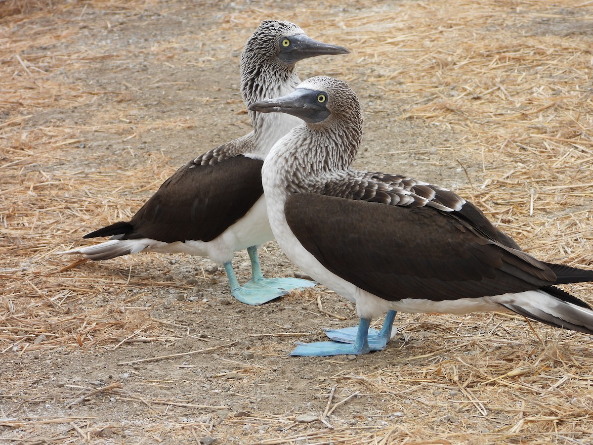 Blue-footed Booby - ML639313146
