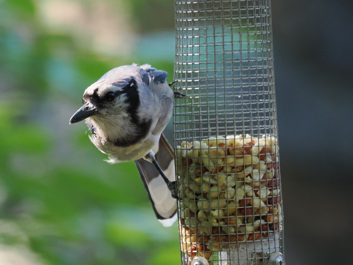 Blue Jay - ML639313175