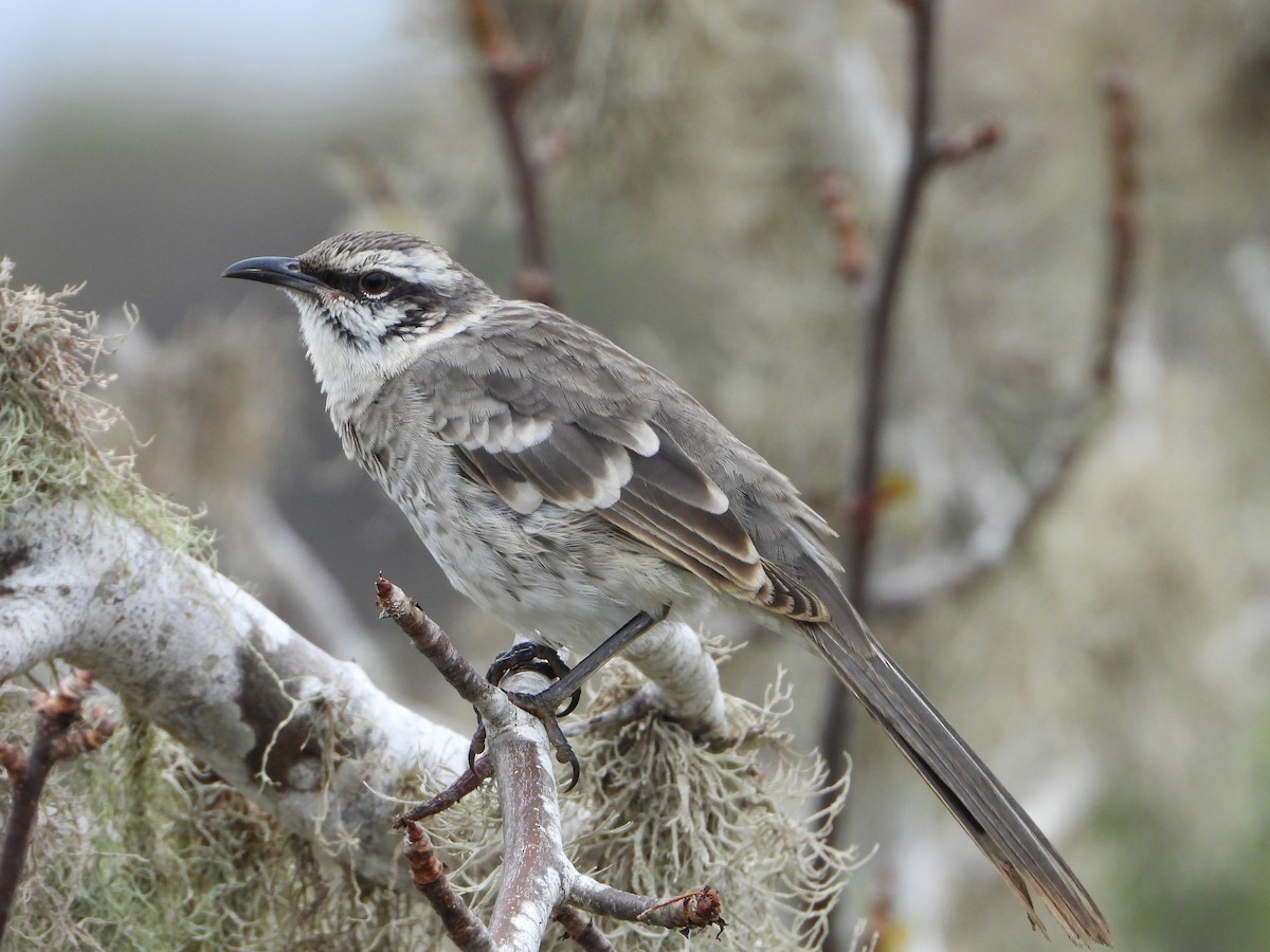 Long-tailed Mockingbird - ML639313263