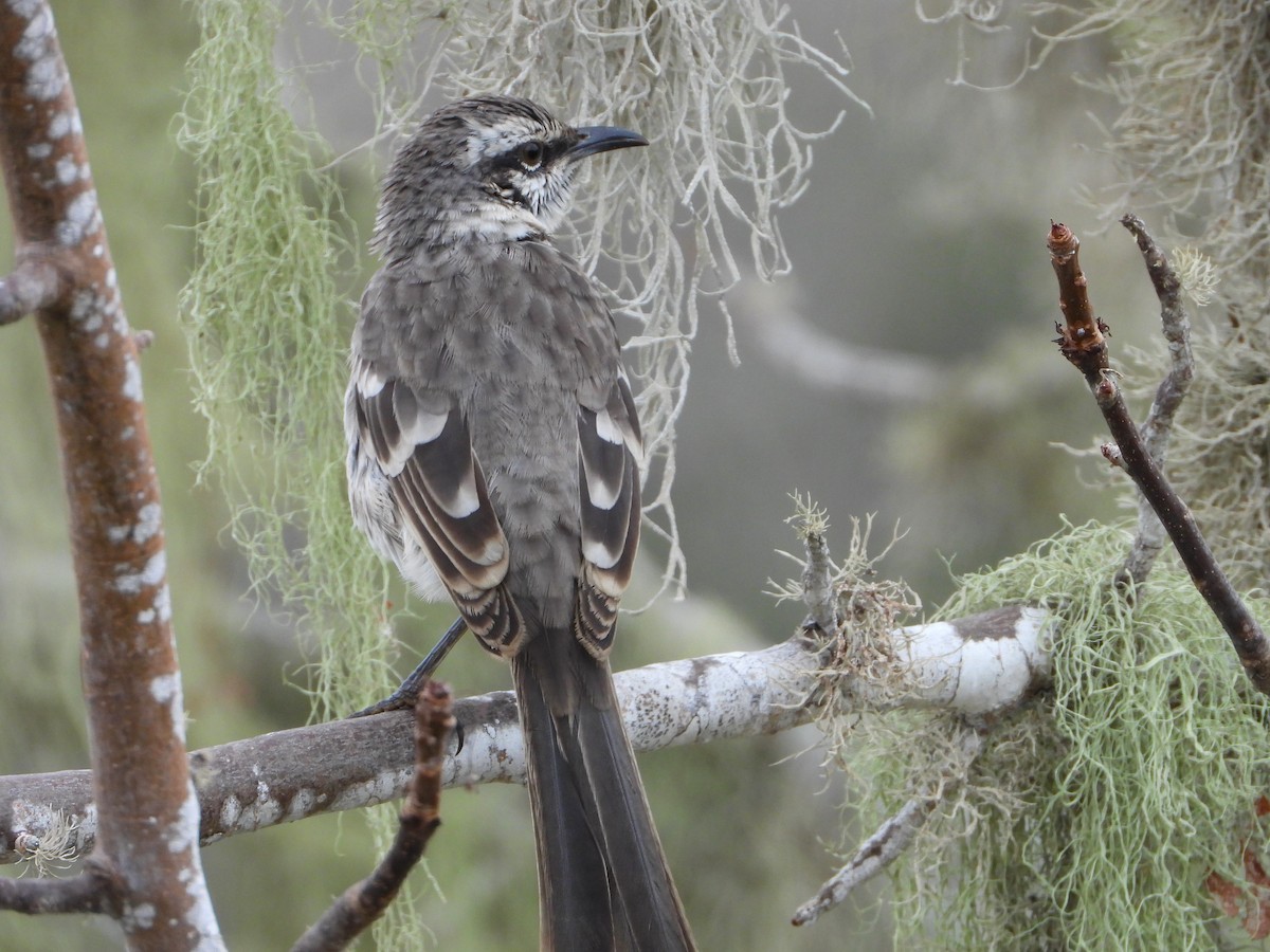 Long-tailed Mockingbird - ML639313264