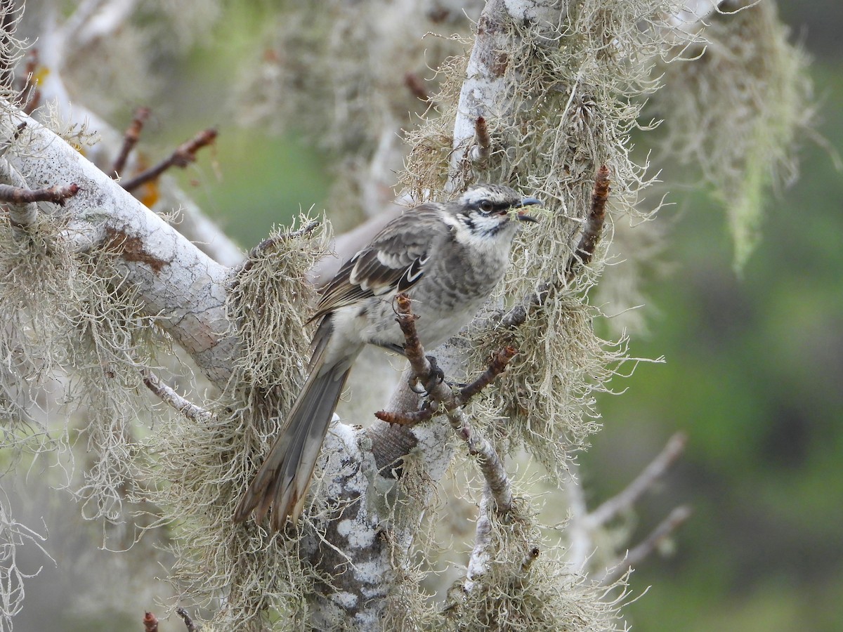 Long-tailed Mockingbird - ML639313265
