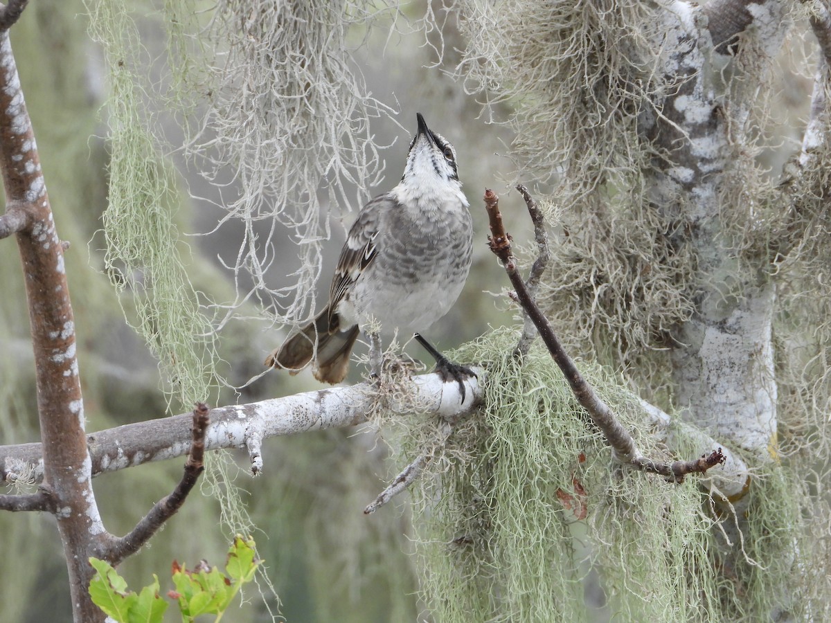 Long-tailed Mockingbird - ML639313266