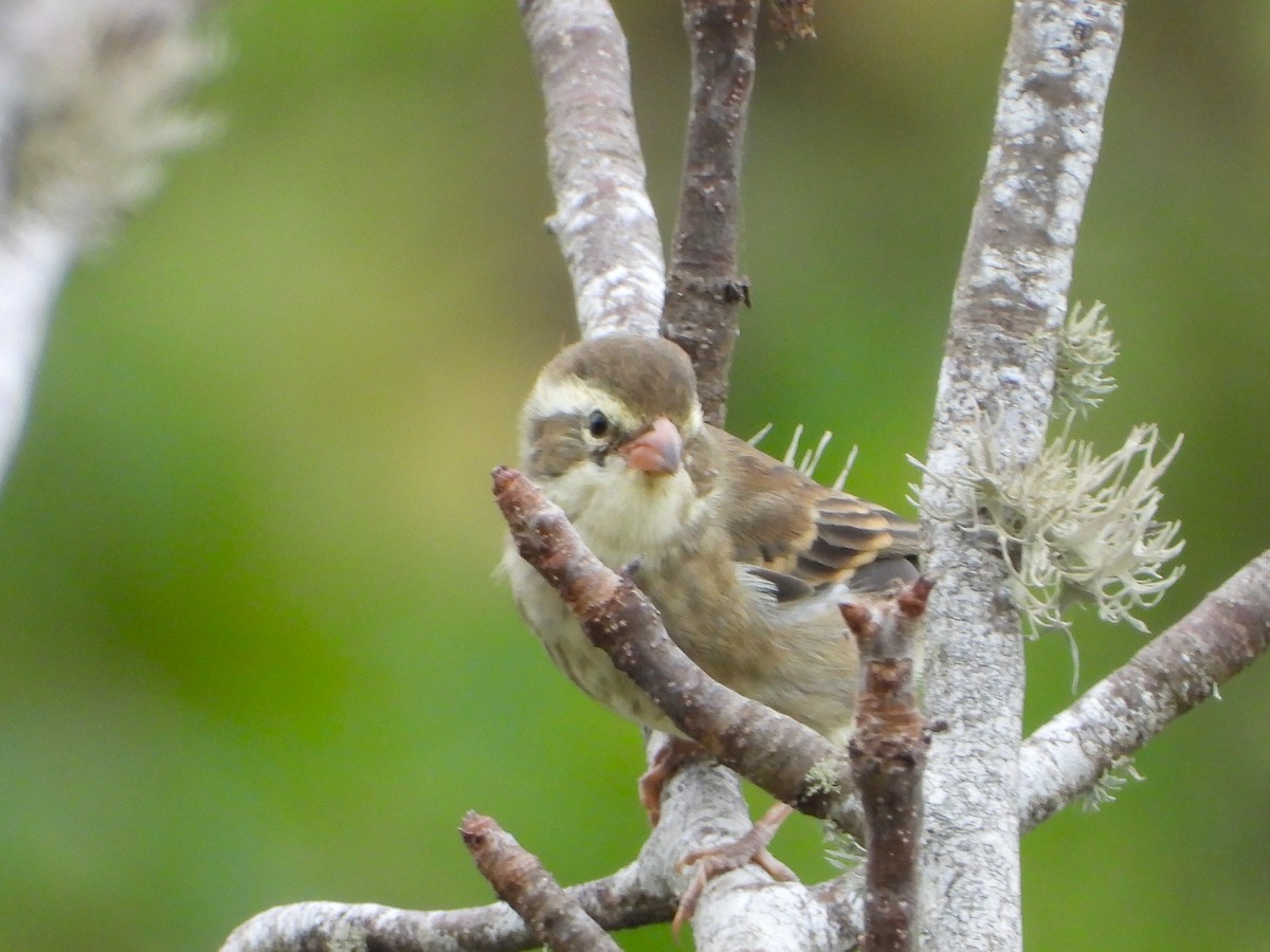 Collared Warbling Finch - ML639313273
