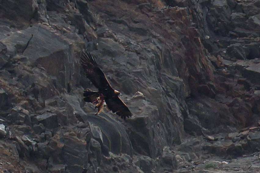 Golden Eagle - ML639313295