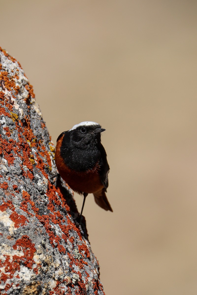 White-winged Redstart - ML639313370
