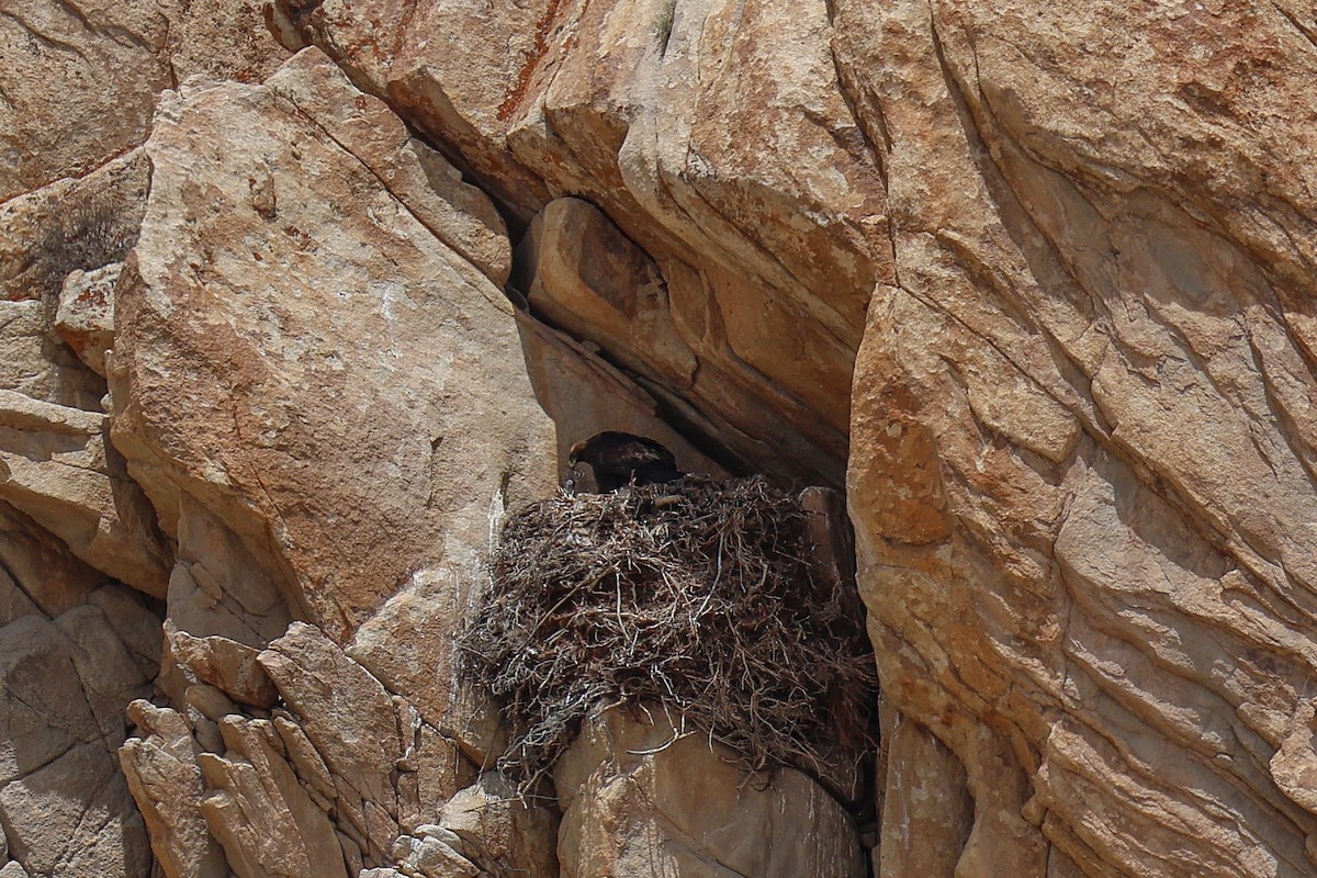 Golden Eagle - ML639313419