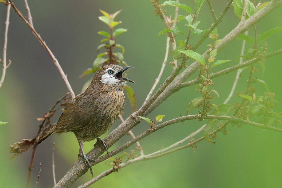 Spiny Babbler - ML639313467