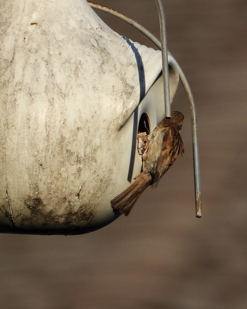 Оронгийн бор шувуу - ML639313476