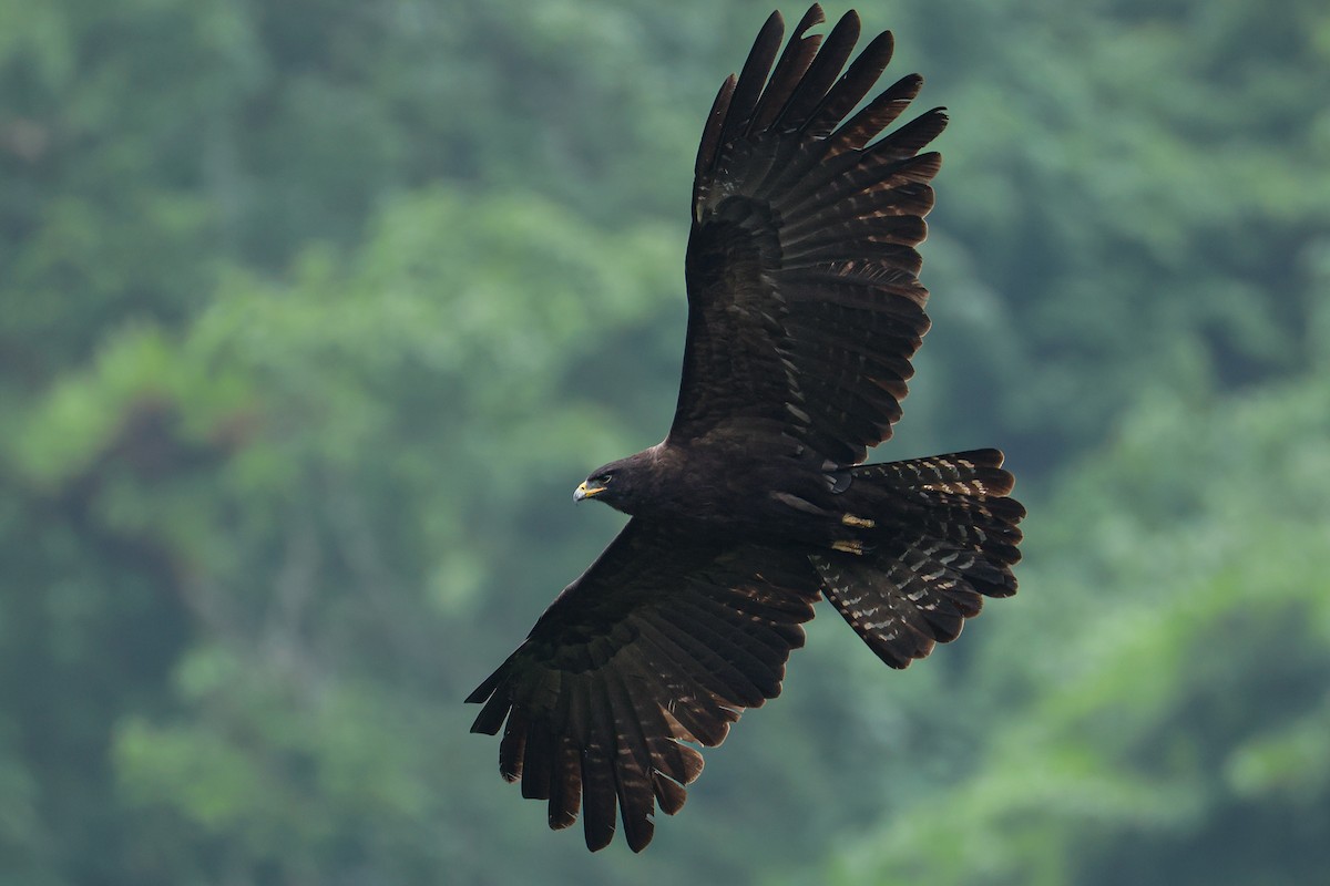 Black Eagle - ML639313532