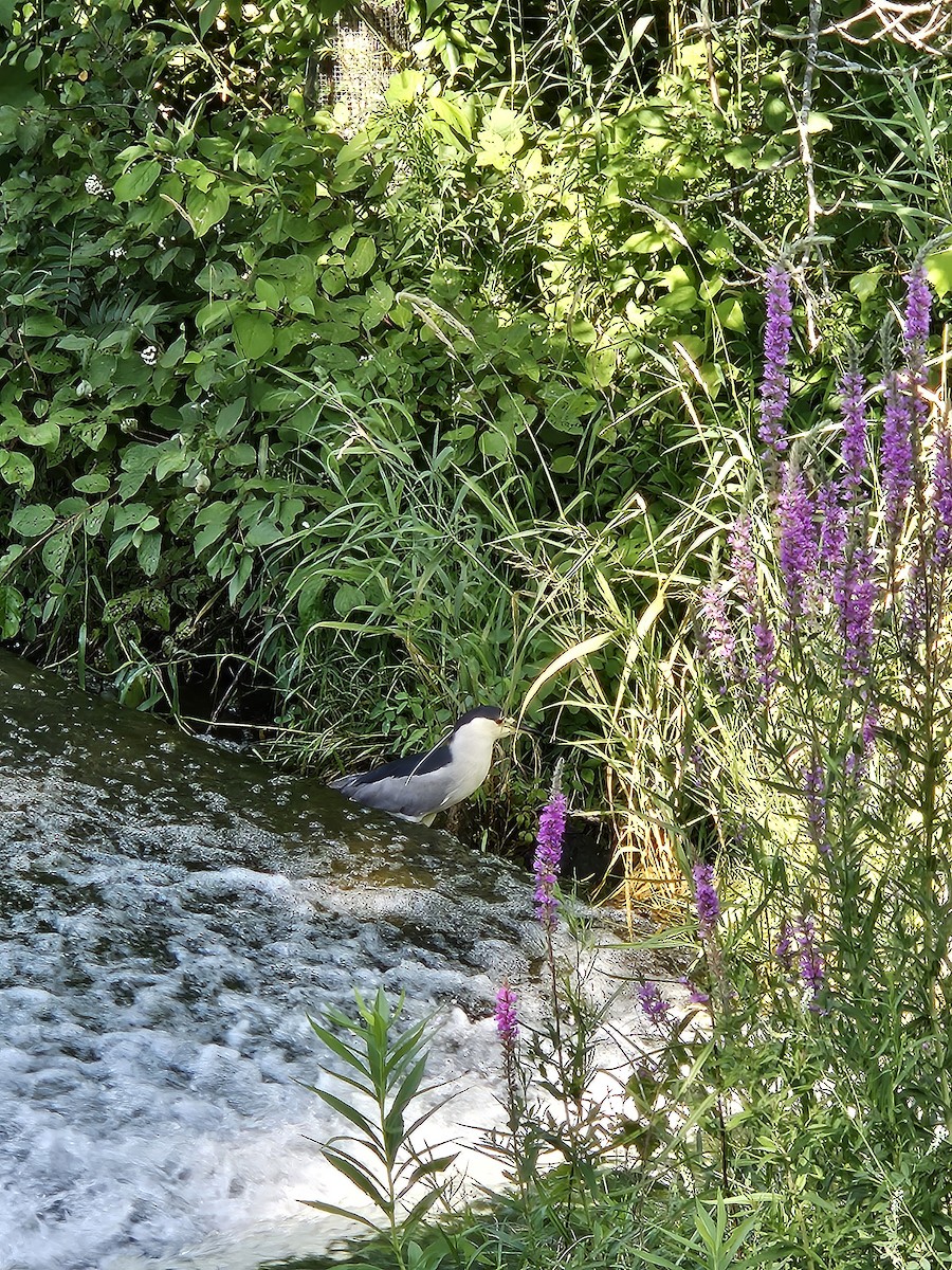 Black-crowned Night Heron - ML639313586