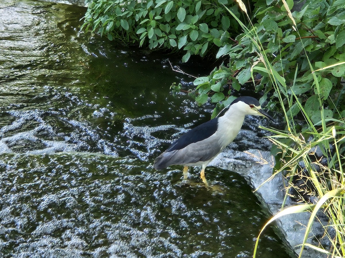 Black-crowned Night Heron - ML639313599