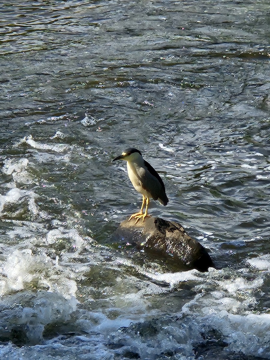 Black-crowned Night Heron - ML639313610