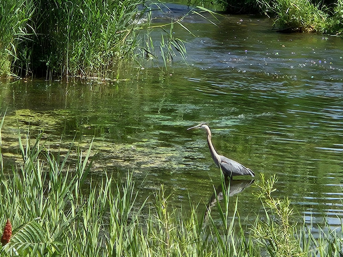 Great Blue Heron - ML639313641