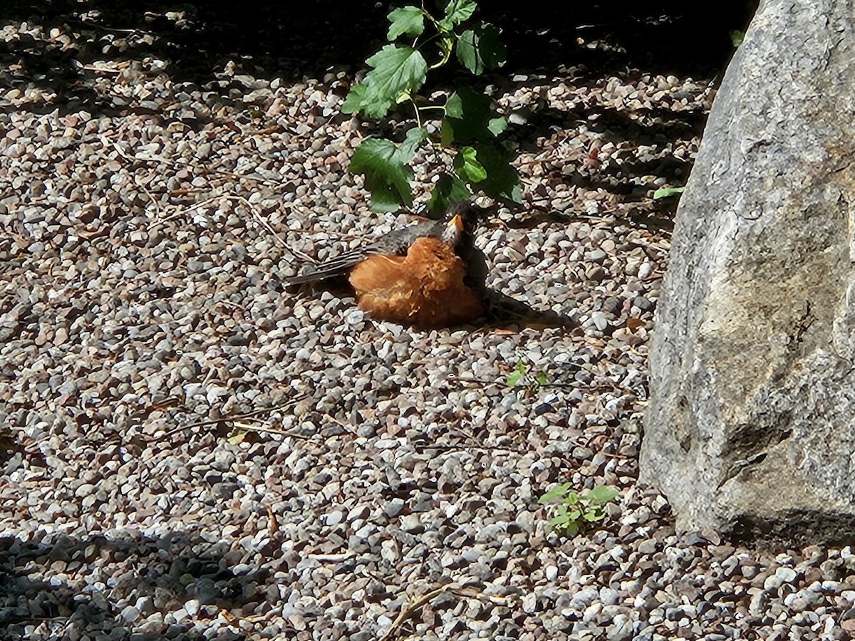 American Robin - ML639313659