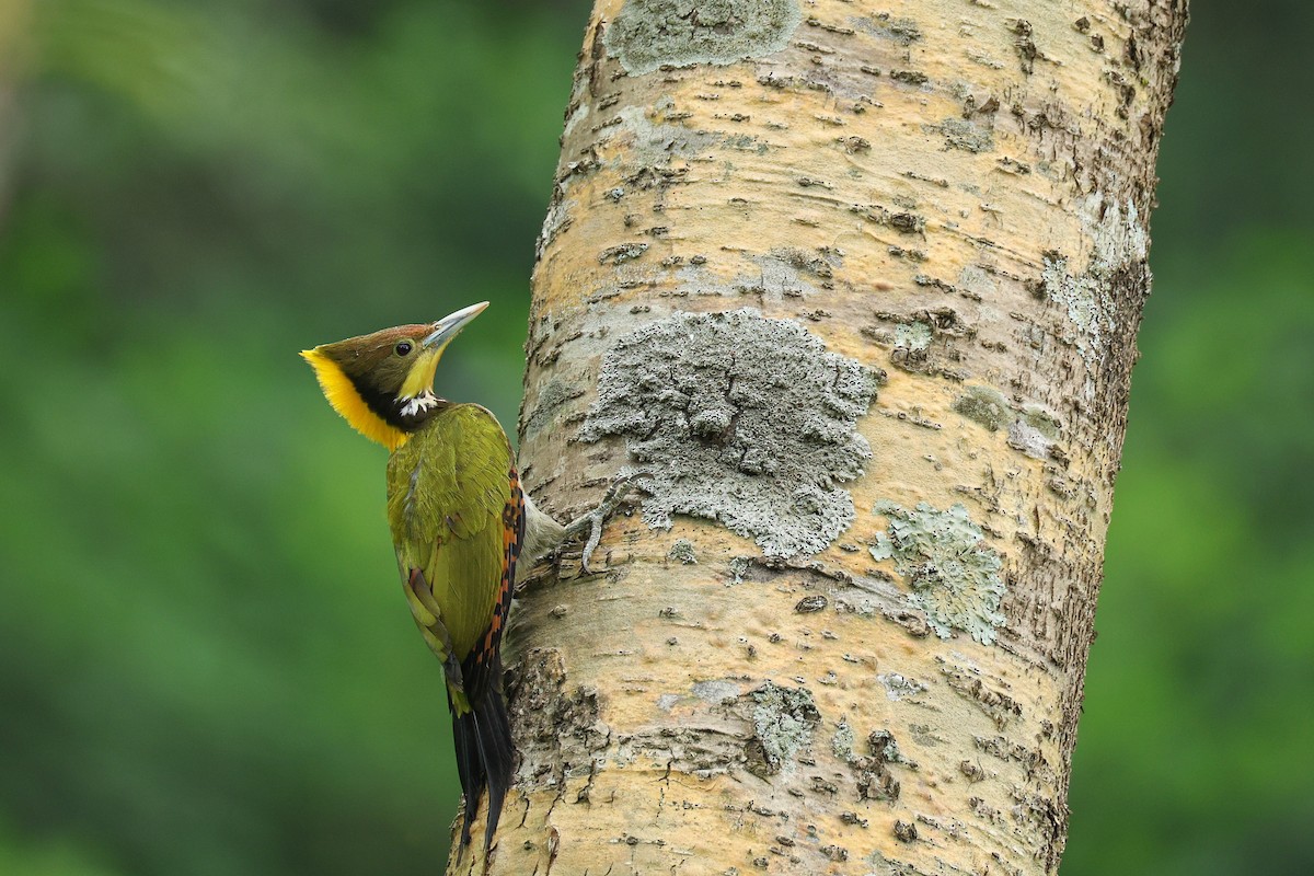 Greater Yellownape - ML639313682