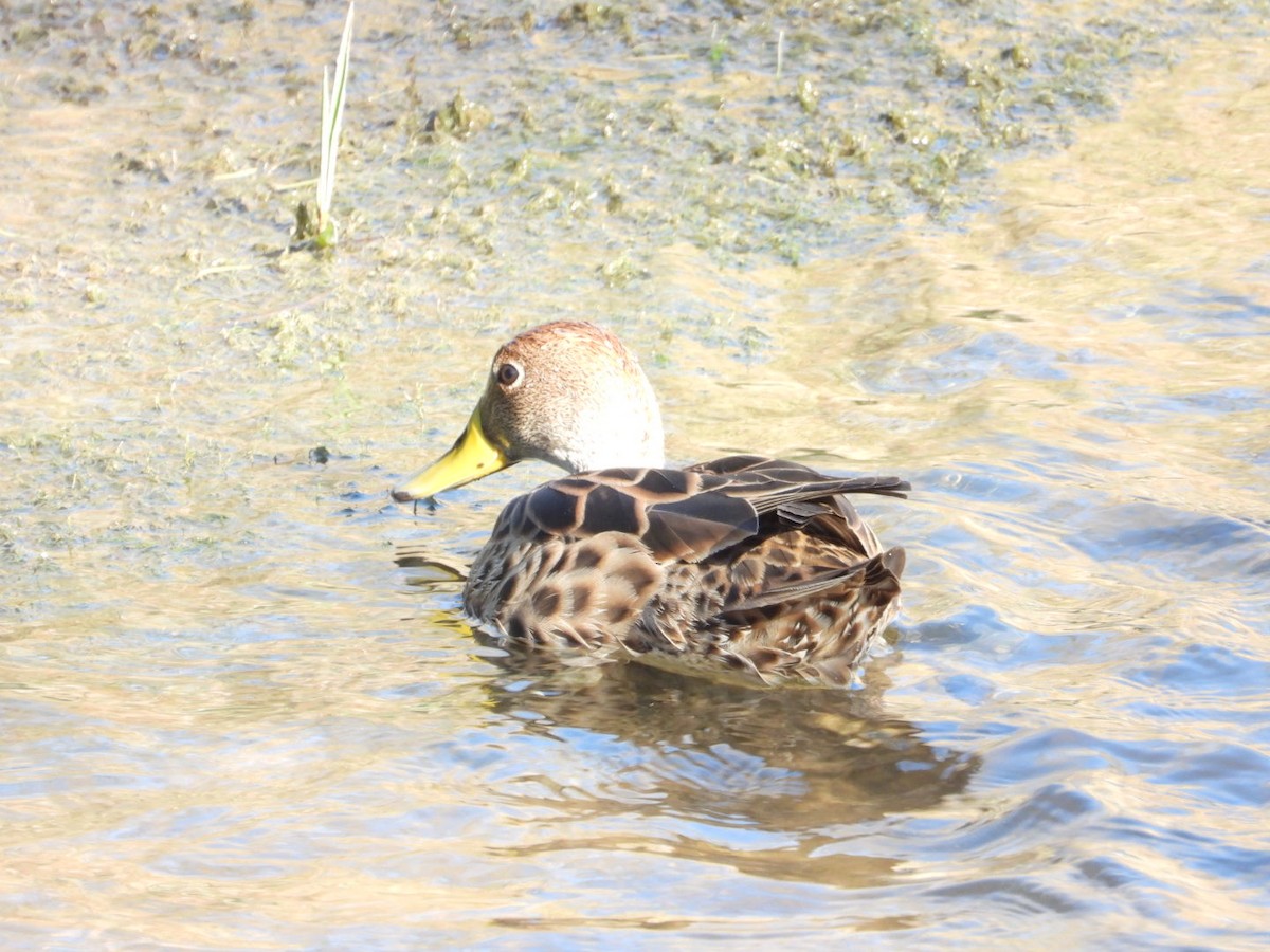 Yellow-billed Pintail - ML639313788