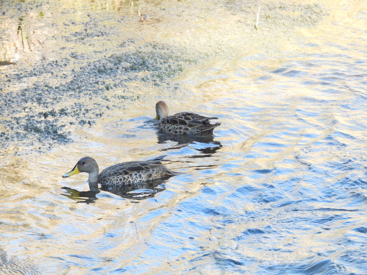 Yellow-billed Pintail - ML639313789