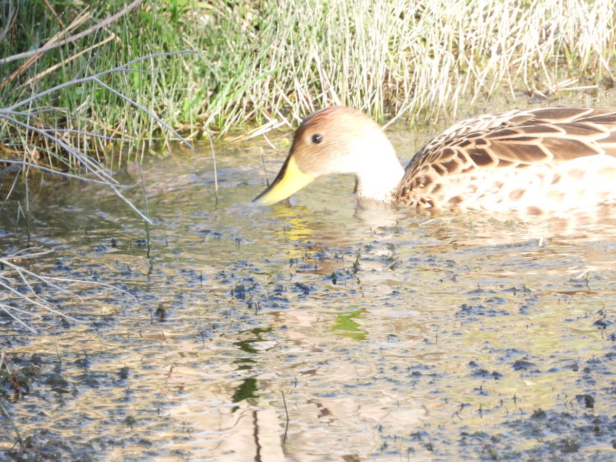 Yellow-billed Pintail - ML639313790