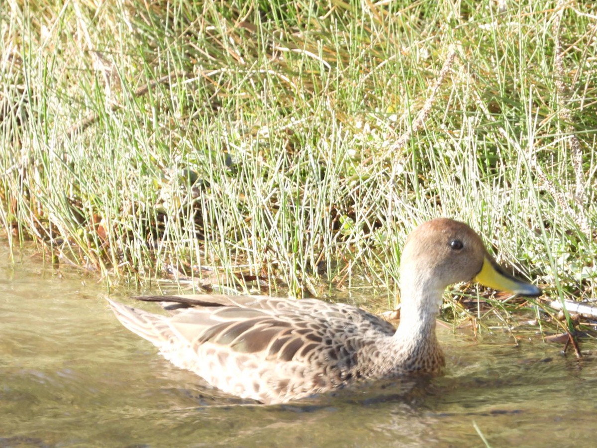 Yellow-billed Pintail - ML639313792
