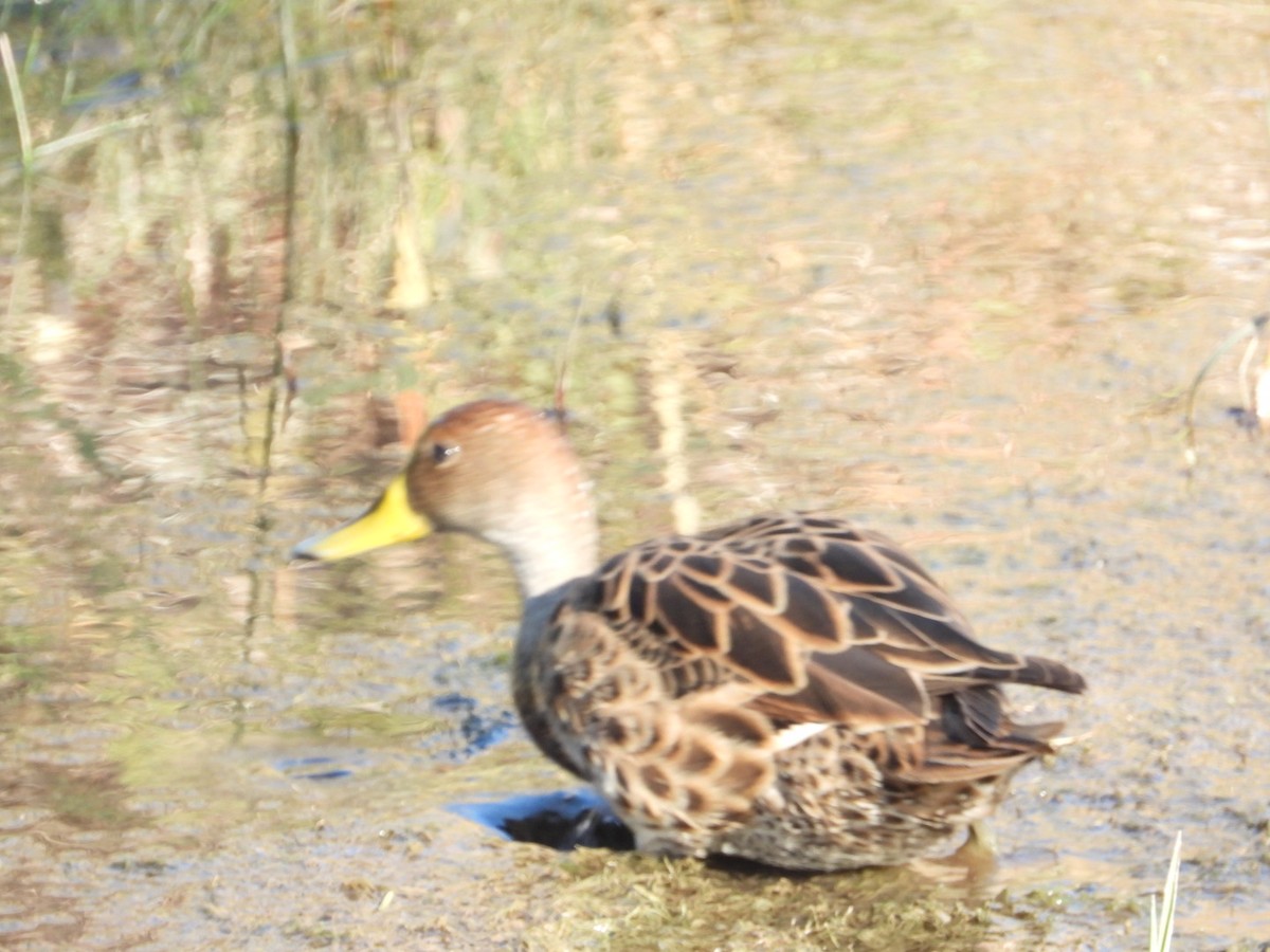 Yellow-billed Pintail - ML639313793