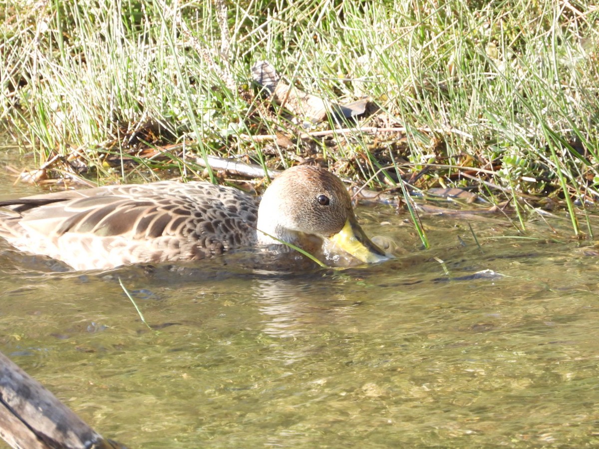 Yellow-billed Pintail - ML639313794