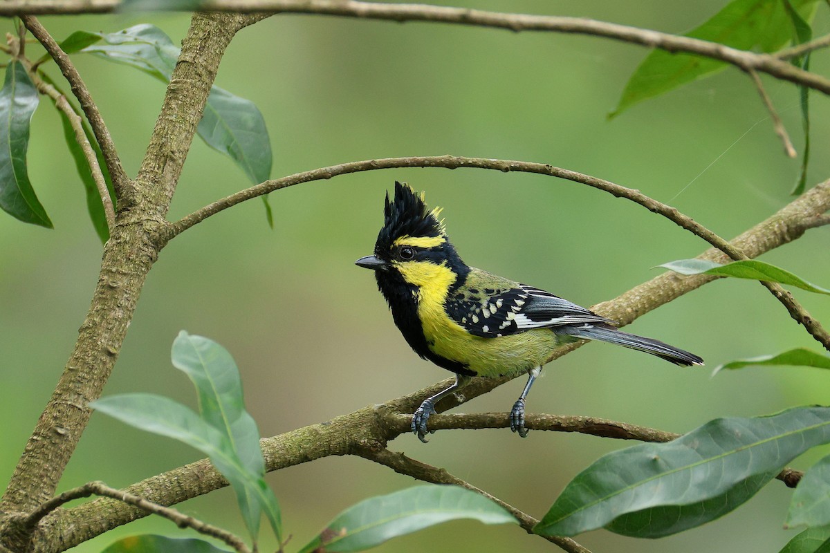 Himalayan Black-lored Tit - ML639313805