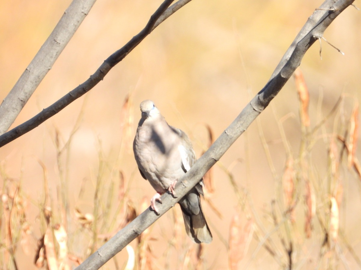 West Peruvian Dove - ML639313821