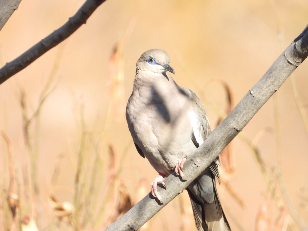 West Peruvian Dove - ML639313822