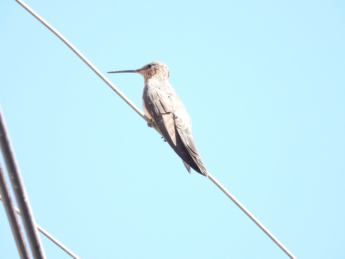 Giant Hummingbird - ML639313852
