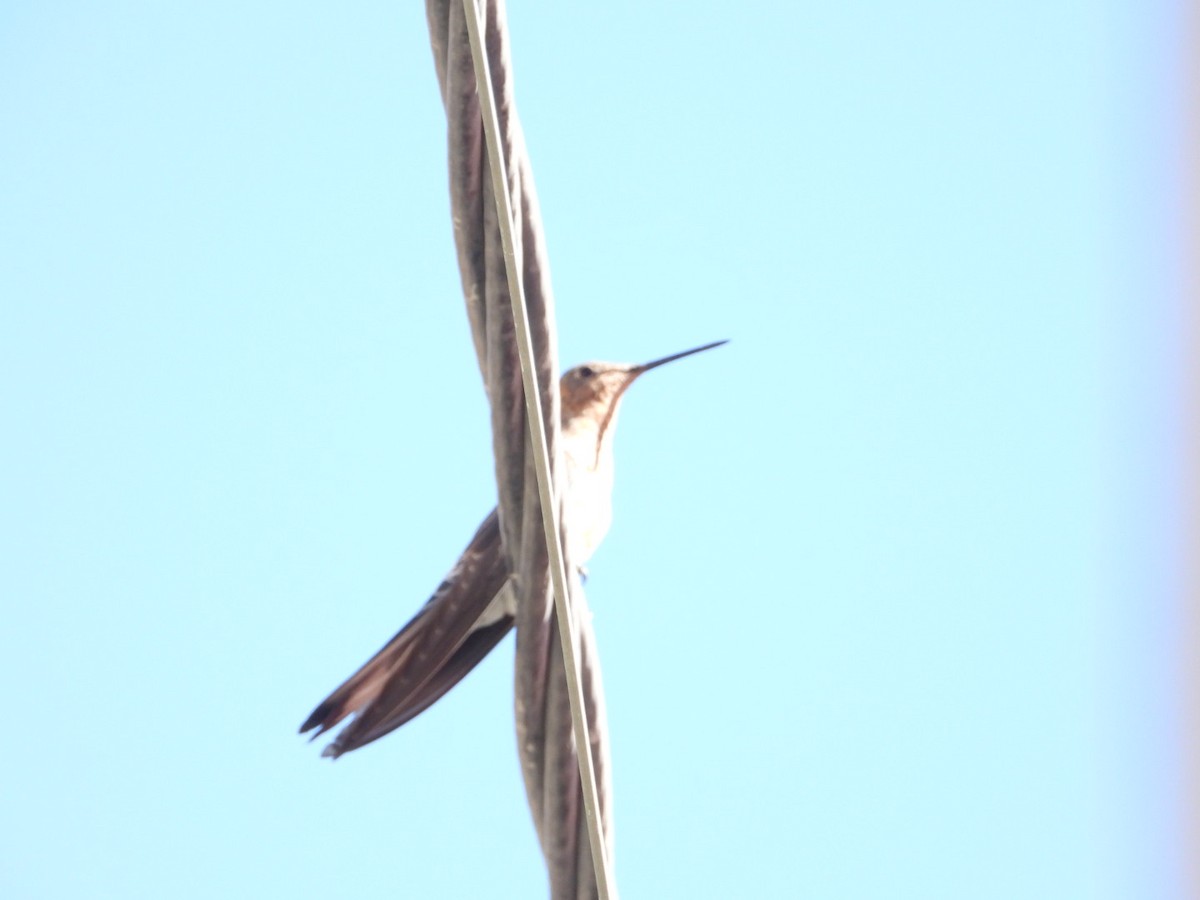 Giant Hummingbird - ML639313854