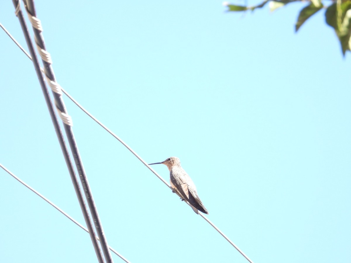 Giant Hummingbird - ML639313855