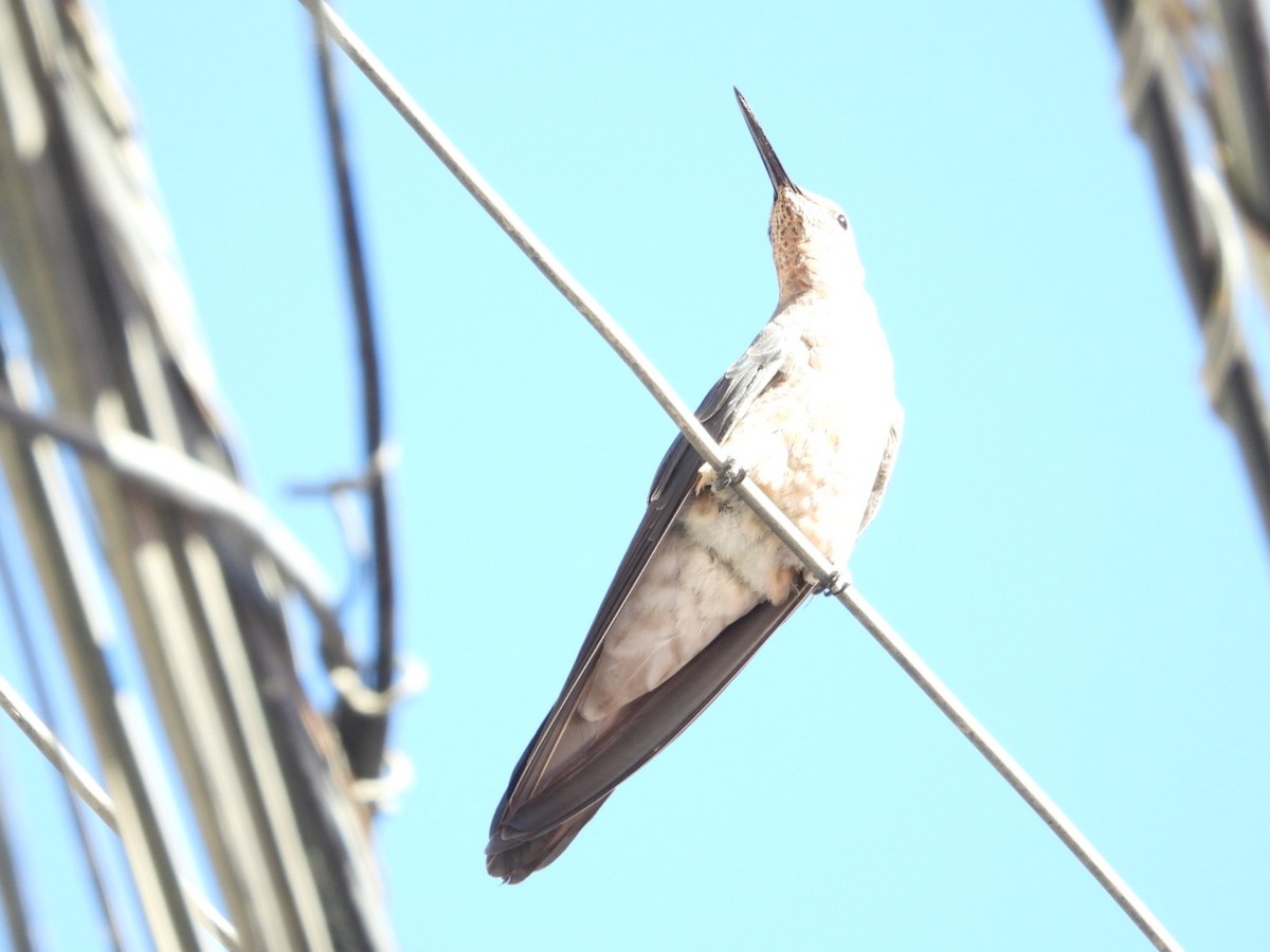 Giant Hummingbird - ML639313856