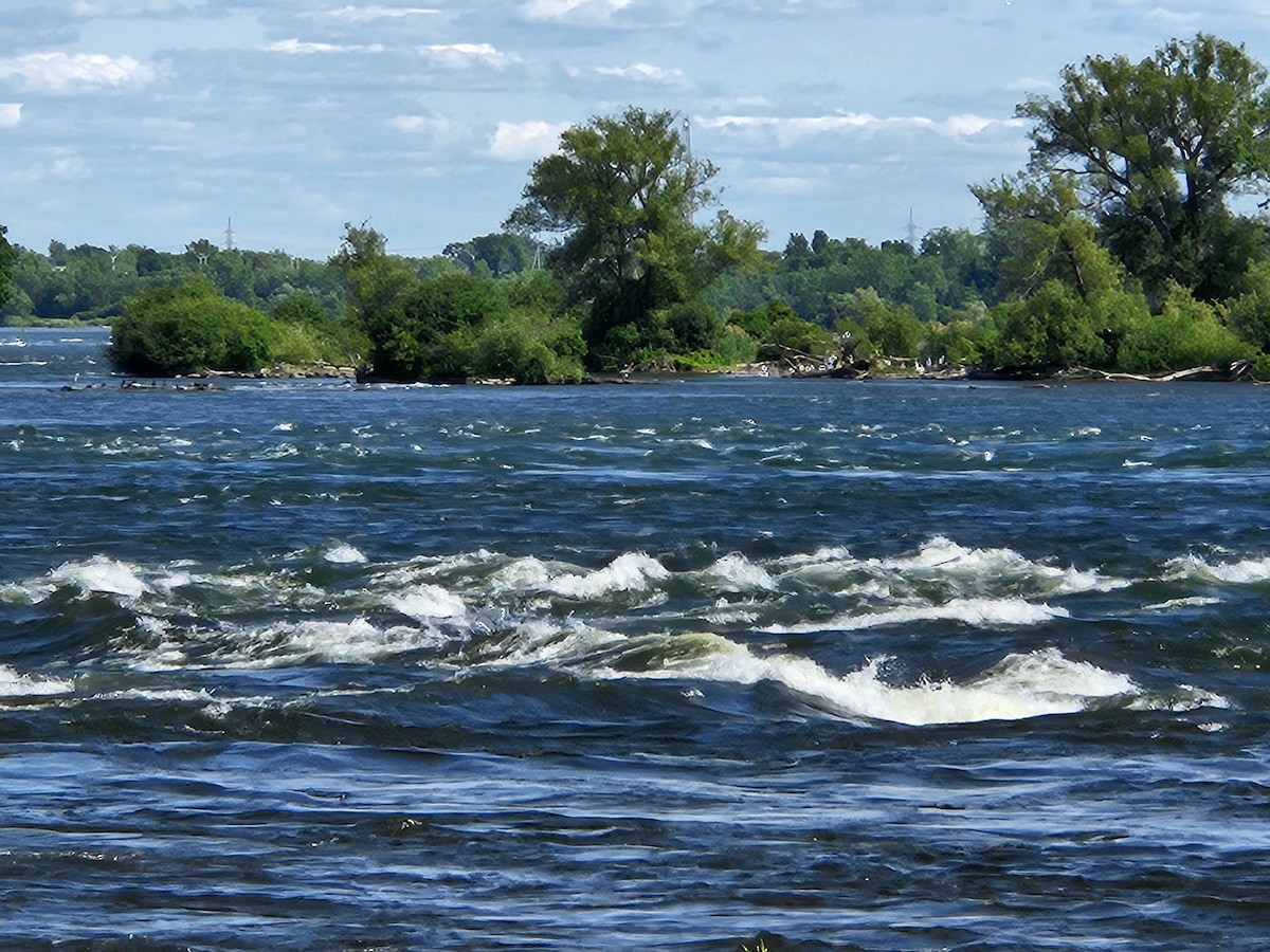 Great Egret - ML639313869