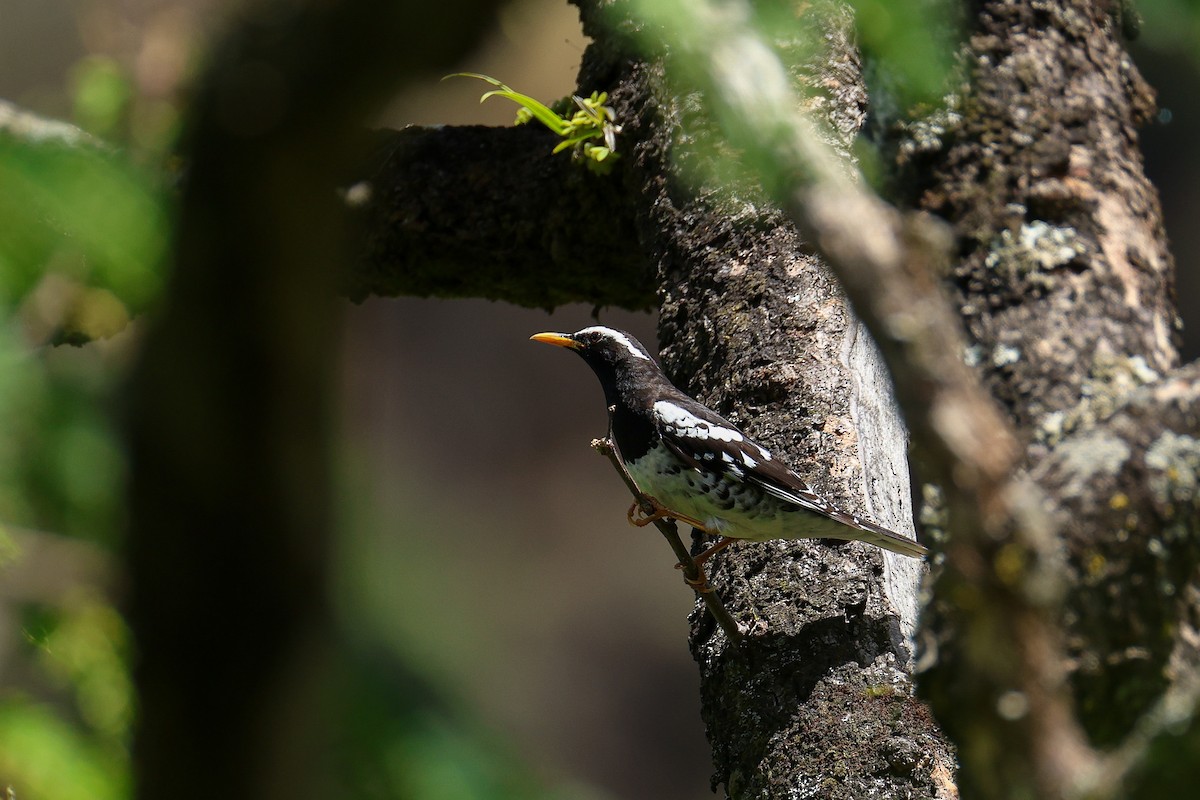 Pied Thrush - ML639313903