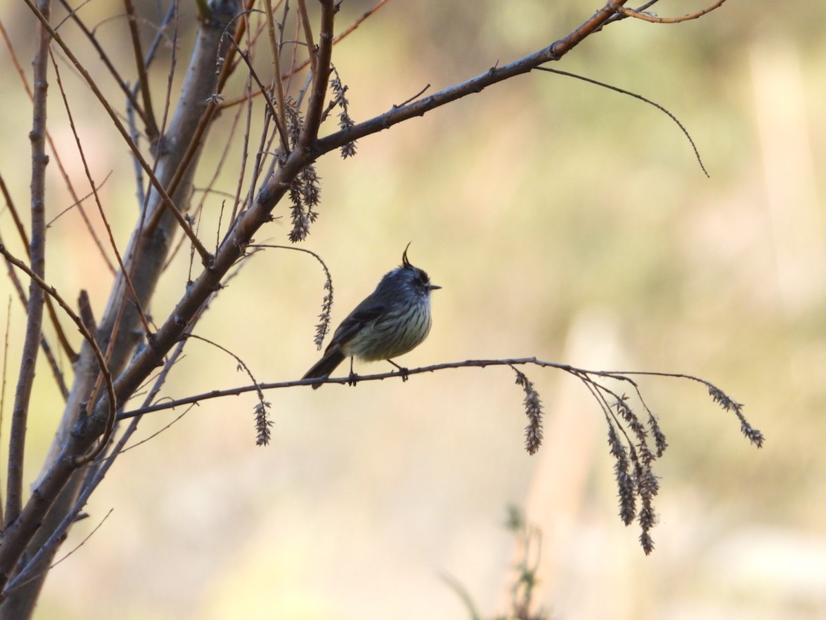 Tufted Tit-Tyrant - ML639313910