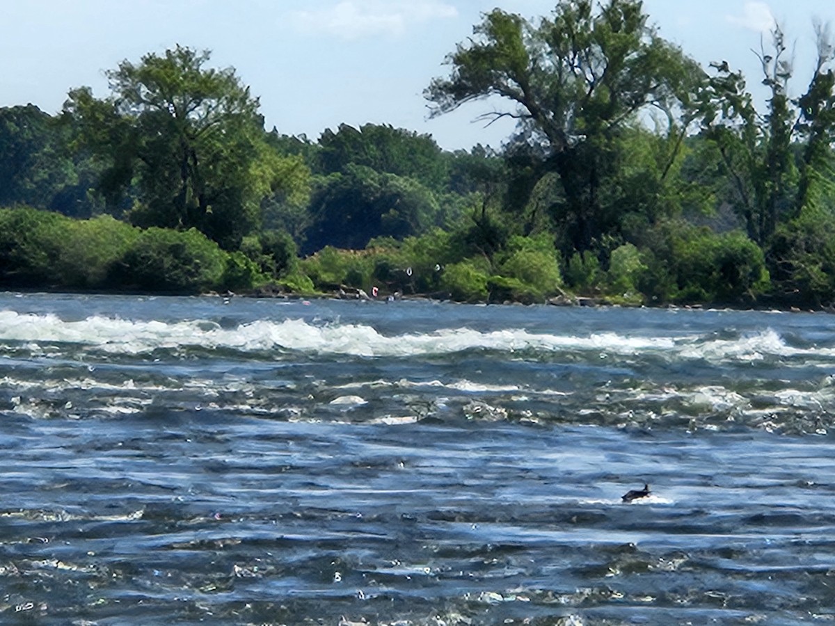 Great Egret - ML639313911