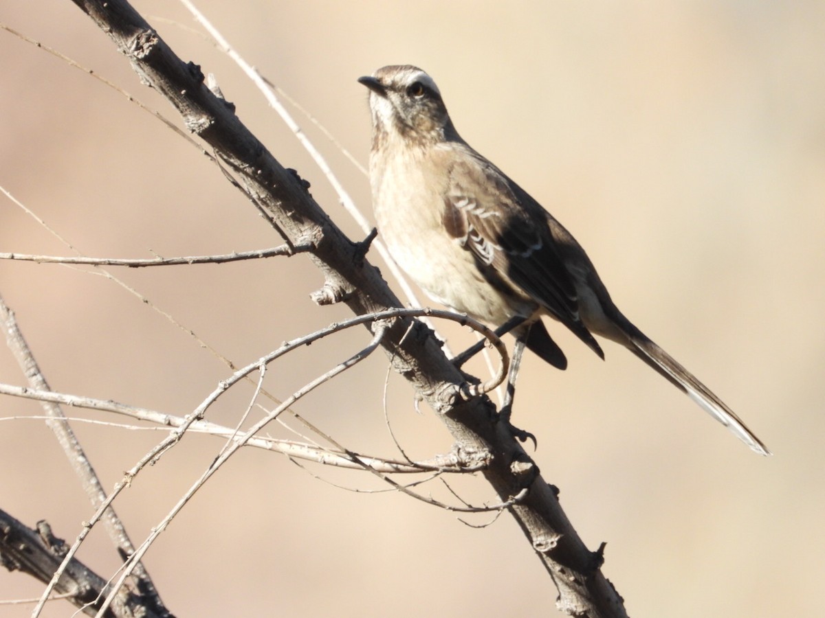 Chilean Mockingbird - ML639313934