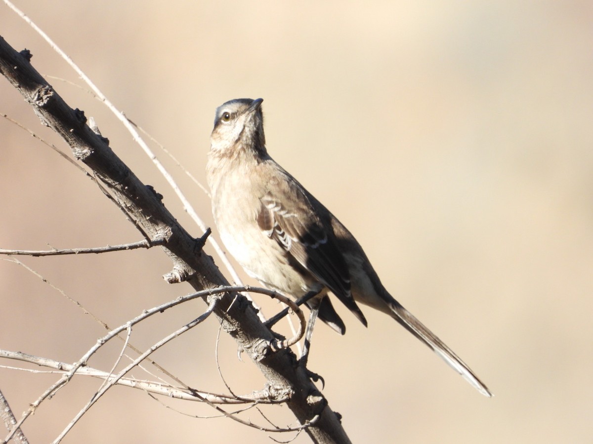 Chilean Mockingbird - ML639313935