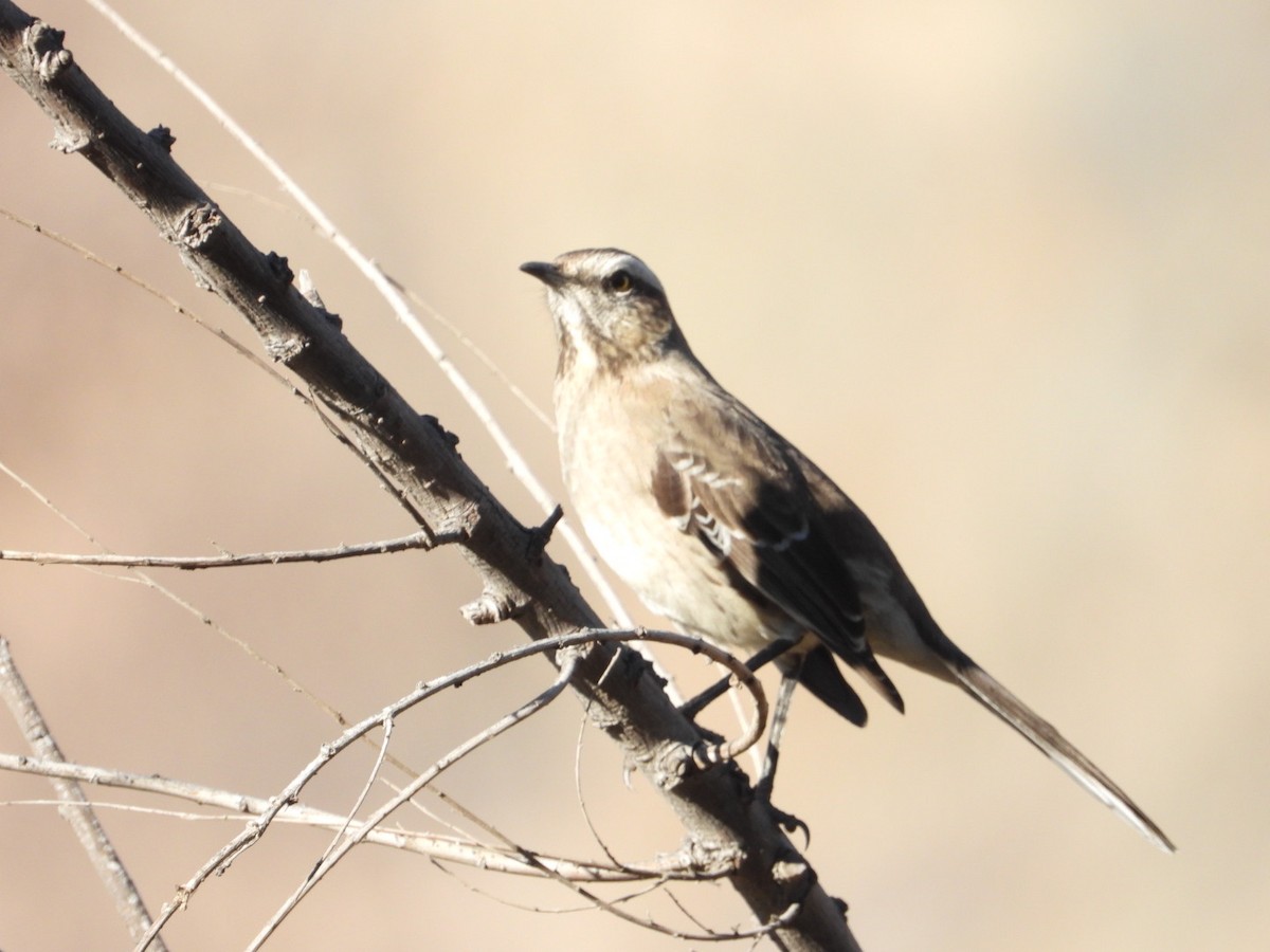 Chilean Mockingbird - ML639313936