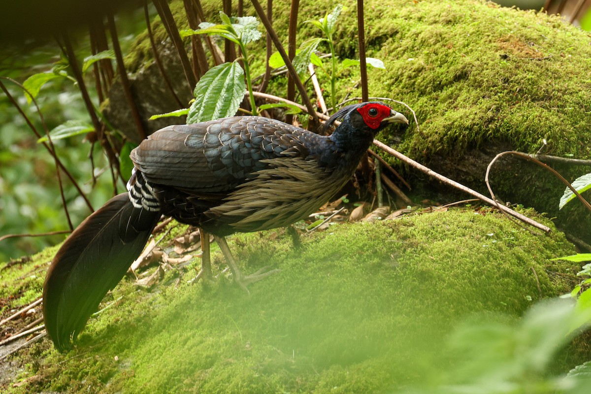 Kalij Pheasant - ML639313976