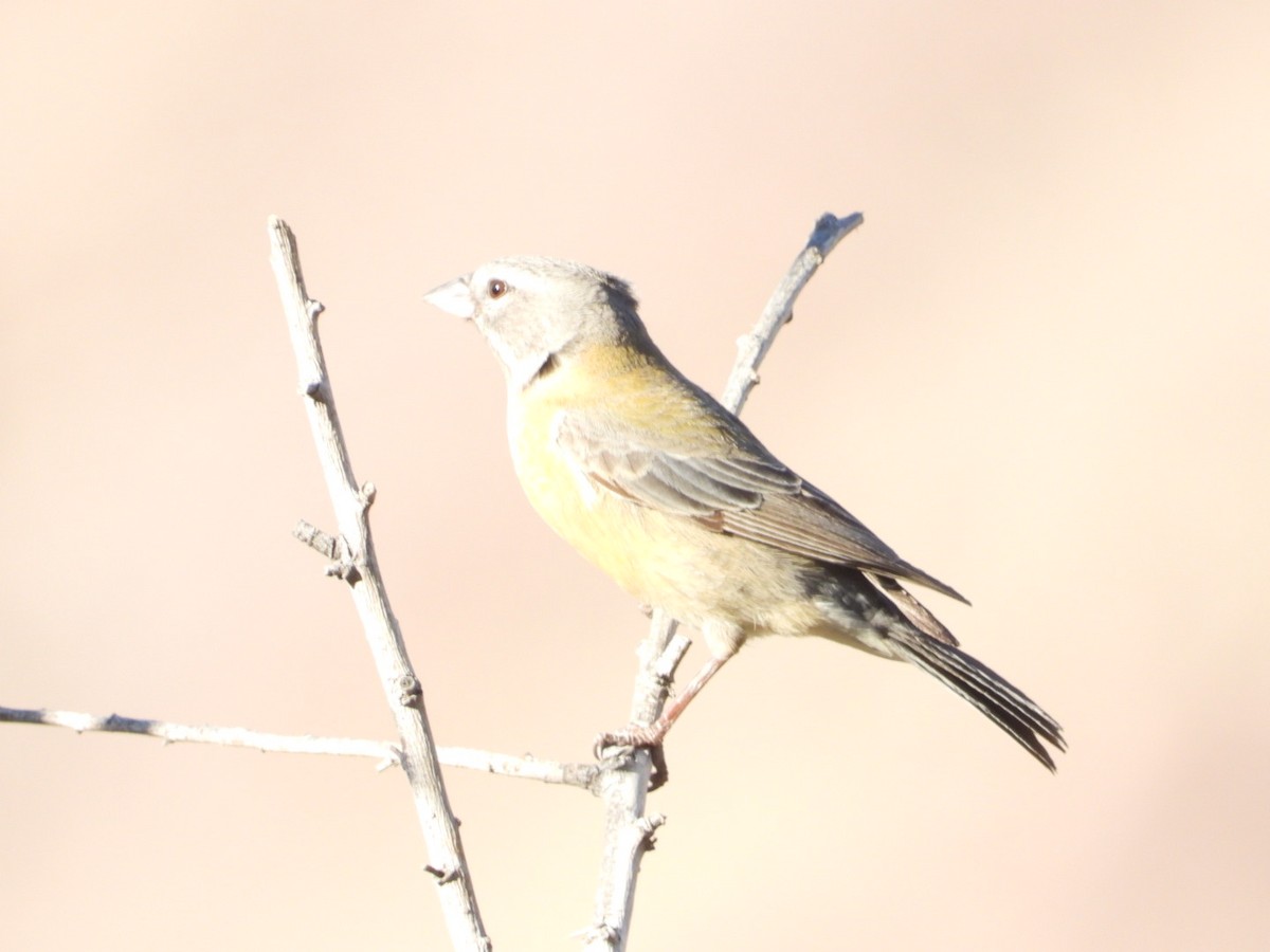 Gray-hooded Sierra Finch - ML639313994