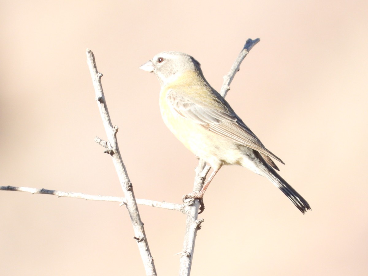 Gray-hooded Sierra Finch - ML639313995