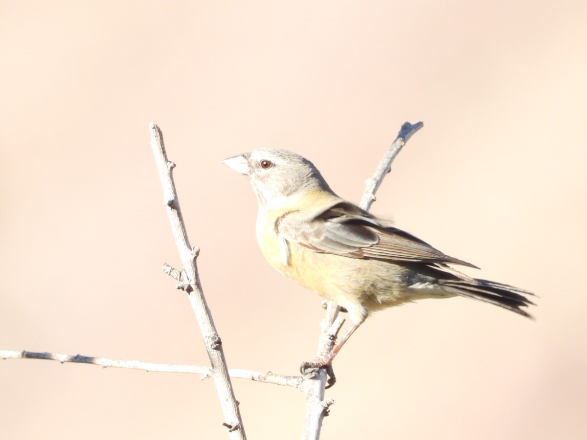 Gray-hooded Sierra Finch - ML639313996